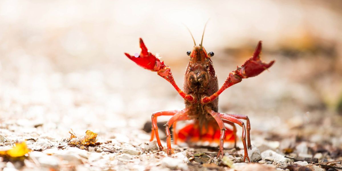 Crayfish Near Me